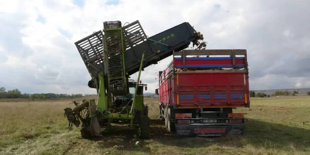 Sulama sistemi kuraklığın etkilerini azaltıyor, hasat sürüyor! 1 dönümden 5 ton ürün alınıyor: Üreticinin yüzü gülüyor 1